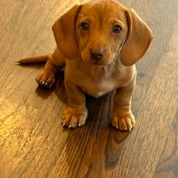 Ruby - Red female Dachshund puppy in Salem, Oregon from Longdox Mini Dachshunds
