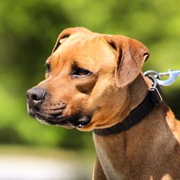 Bambi - American Pit Bull Terrier