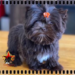 Yorkshire Terrier Puppies from Tinseltown Yorkies