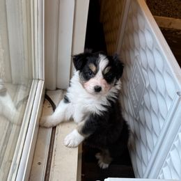 3 - Black tri-color female Australian Shepherd puppy in Dayton, Ohio from Willowlake Australian Shepherds