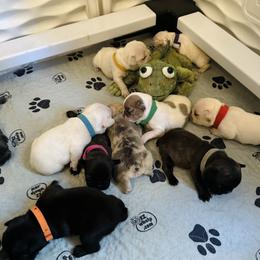French Bulldogs from Harp Lux Frenchies