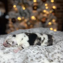 Miniature Australian Shepherd Puppies from Quartz Creek Aussies