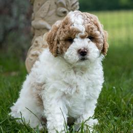 Benny - White male Cavapoo puppy in Gurdon, Arkansas from Franklin Ranch Pups