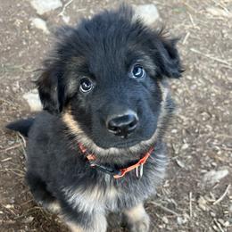 Mr. Orange - Black and red male German Shepherd puppy in Purcellville, Virginia from Starry Night German Shepherd Dogs