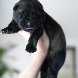 Hera - Sable female German Shepherd puppy in Coarsegold, California from Yosemite Shepherds