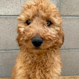 Green - Red  male Goldendoodle puppy in Bakersfield, California from Lavish Doodles
