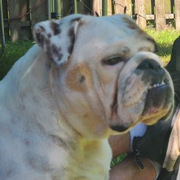 Dottie - Olde English Bulldogge