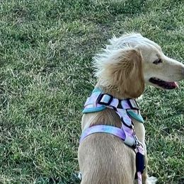 Dachshunds from Kaci M