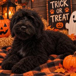 Amos - Black and tan male Cockapoo puppy in Lebanon, Kentucky from Mosaic Merle Doodles