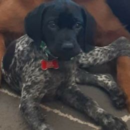 German Shorthaired Pointers from Prairie Sunrise Kennel