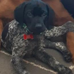 German Shorthaired Pointers from Prairie Sunrise Kennel