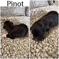 Pinot - White and black male Bordoodle puppy in Republic, Missouri from Holland Hilltop Farm