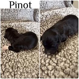 Pinot - White and black male Bordoodle puppy in Republic, Missouri from Holland Hilltop Farm
