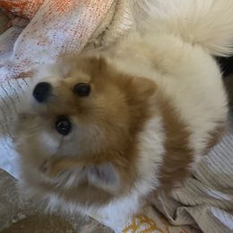 Lexi - Pomeranian