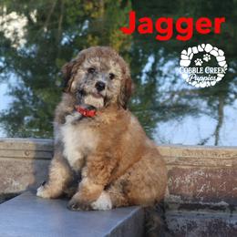 Jaggar - Sable male Bernedoodle puppy in Heyworth, Illinois from Cobble Creek Puppies