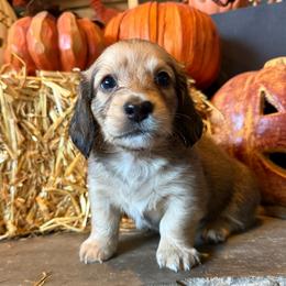 Valjean - Cream male Dachshund puppy in Eureka, California from Seaside Doxies