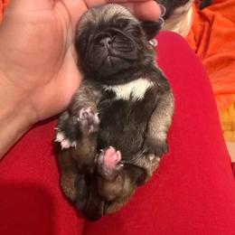 Penny - Fawn female Pug puppy in Milam, West Virginia from Vaubel Country Pugs