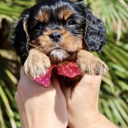 Black & Tan Girl - Black and tan Cavalier King Charles Spaniel puppy in Carlsbad, California from Carlsbad Cavaliers