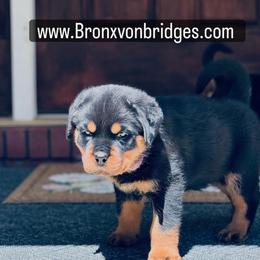 Girl 2 - Black and tan female Rottweiler puppy in Danieslville, Georgia from Bronx Von Bridges Rottweilers