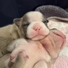 Cohoe - Blue male Boston Terrier puppy in Monroe, Washington from Nordkyn Boston Terriers