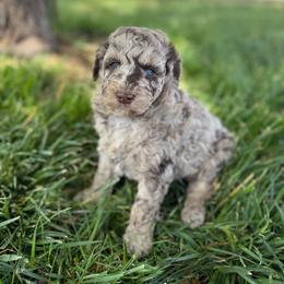 Boy  2 - Merle male Goldendoodle puppy in Hobbs, New Mexico from Goldie Locks Golden Retrievers & Doodles