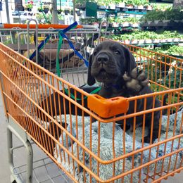 Great Dane Puppies from Velocity Great Danes