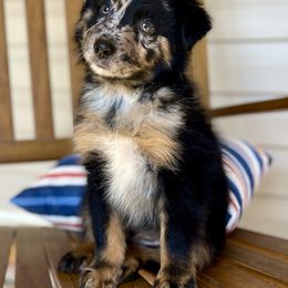 Girl 2 - Blue merle female Australian Shepherd puppy in Smithville, Arkansas from Harris Farms and Aussies