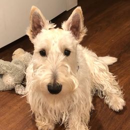 Scottish Terriers from Oak Alley Farm