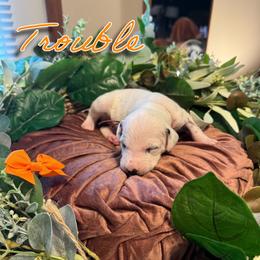 Trouble - White and black female Dalmatian puppy in Mount Vernon, Missouri from Spots & Spirals
