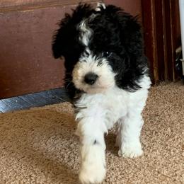 Scooter - Parti male Poodle puppy in Haddam, Kansas from Golden B Acres