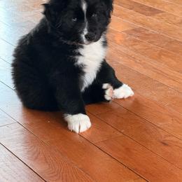 Rocky - Black & white male Miniature Australian Shepherd puppy in Bronson, Iowa from Crazy Acres Aussies