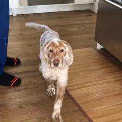 English Setter puppies from BIRDHAVEN