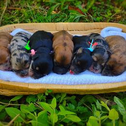 Companion Cross, Mal-Shi, Maltese, Maltipoo, Morkie, and Shih Tzu Puppies from Seeking Shalom Acres Maltese, Maltipoos & Havamalts