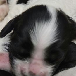 Boy 1 - Cocker Spaniel puppy in Penns Grove, New Jersey from Dominique Cockers