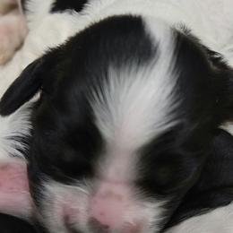 Boy 1 - Cocker Spaniel puppy in Penns Grove, New Jersey from Dominique Cockers