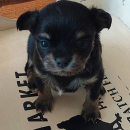 Ozzie - Black male Chihuahua puppy in Brook Park, Minnesota from North Star Chihuahuas