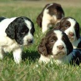 English Springer Spaniel and Poodle Puppies from Haskeez