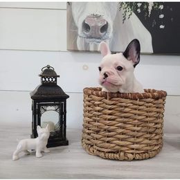 Dottie - Brindle and white French Bulldog puppy in Caledonia, Ohio from Cedar Boxers and French bulldogs