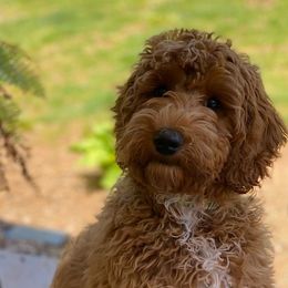 Scarlett - Australian Labradoodle