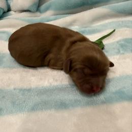 Cooper - Ruby male Cavalier King Charles Spaniel puppy in Ocala, Florida from Ray of Sunshine Spaniels LLC