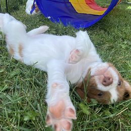 Brittany Puppies from Fernhill Brittanys