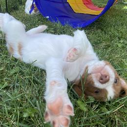Brittany Puppies from Fernhill Brittanys