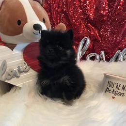 AKC CKC boy Knight - Black male Pomeranian puppy in Taylor, Texas from Regal Poms