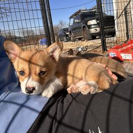 Kona (summer) - Red female Pembroke Welsh Corgi puppy in Springfield, Missouri from Hansen Corgis