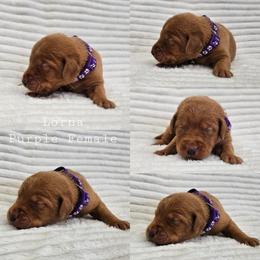 Lorna - Purple Collar - Yellow female Labrador Retriever puppy in Boyd, Minnesota from Lindley Labradors