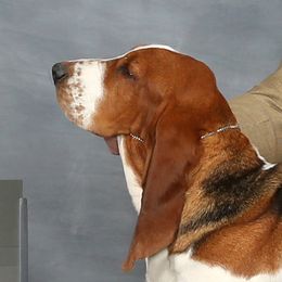 Ellie - Basset Hound