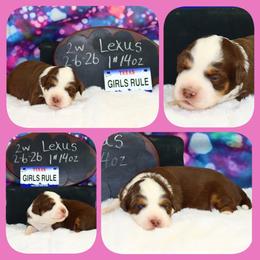 Lexus - Red tri female Toy Australian Shepherd puppy in Levelland, Texas from Once Upon a Time Aussies