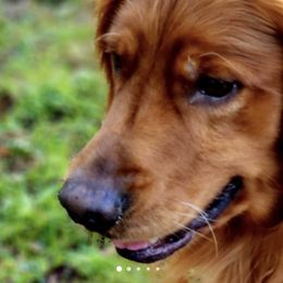 Chester - Golden Retriever