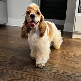Peaches - Cocker Spaniel