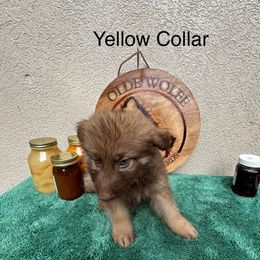 Yellow Collar Boy - Sable male German Shepherd puppy in Columbus, Mississippi from Olde Wolfe German Shepherds